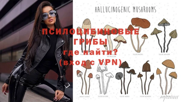 стафф Аркадак